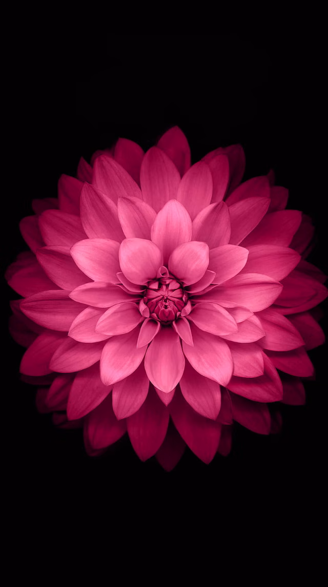 HD-wallpaper-apple-lotus-apple-lotus