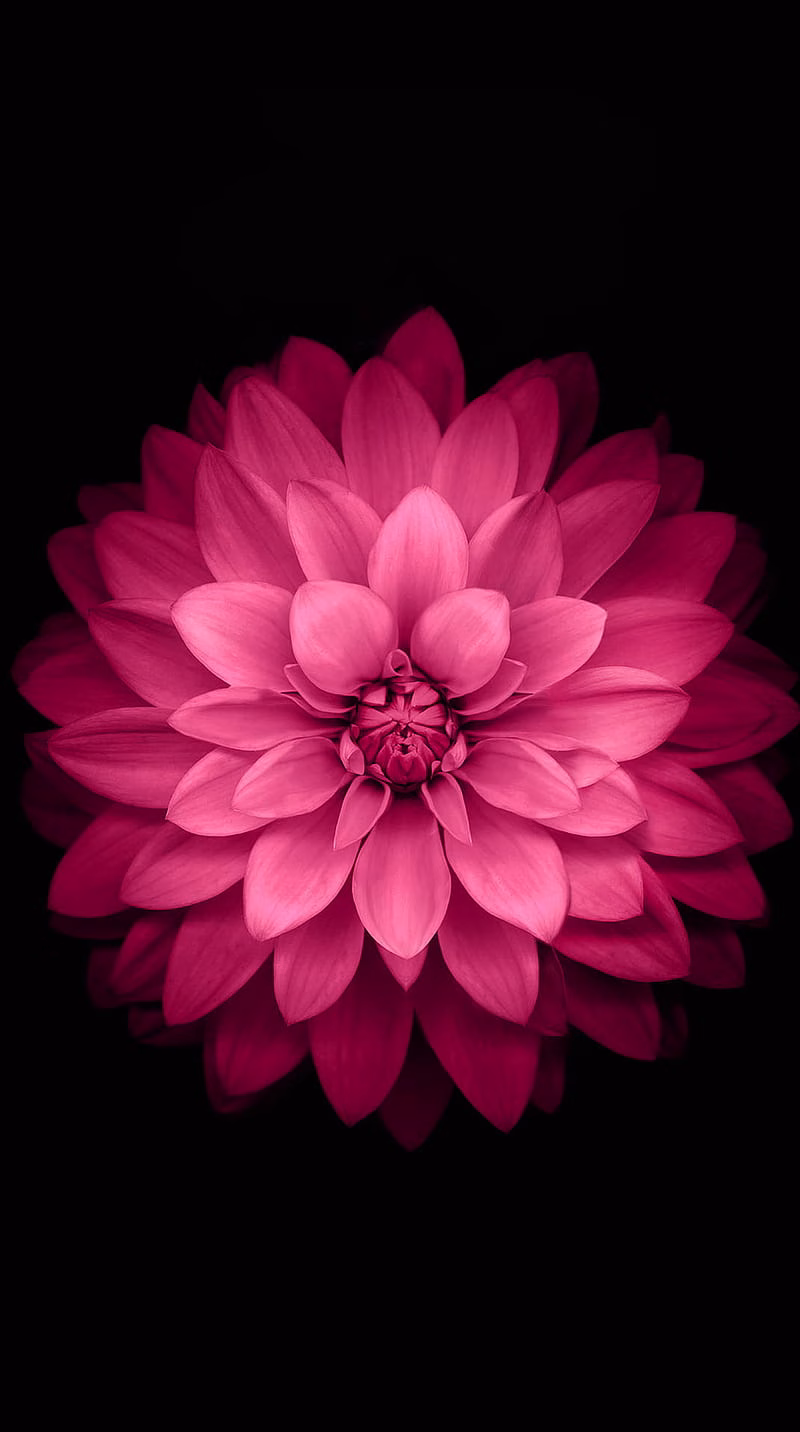 HD-wallpaper-apple-lotus-apple-lotus