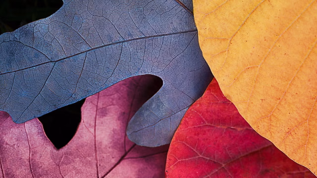 HD-wallpaper-colorful-autumn-leaves-macbook-pro-macbook