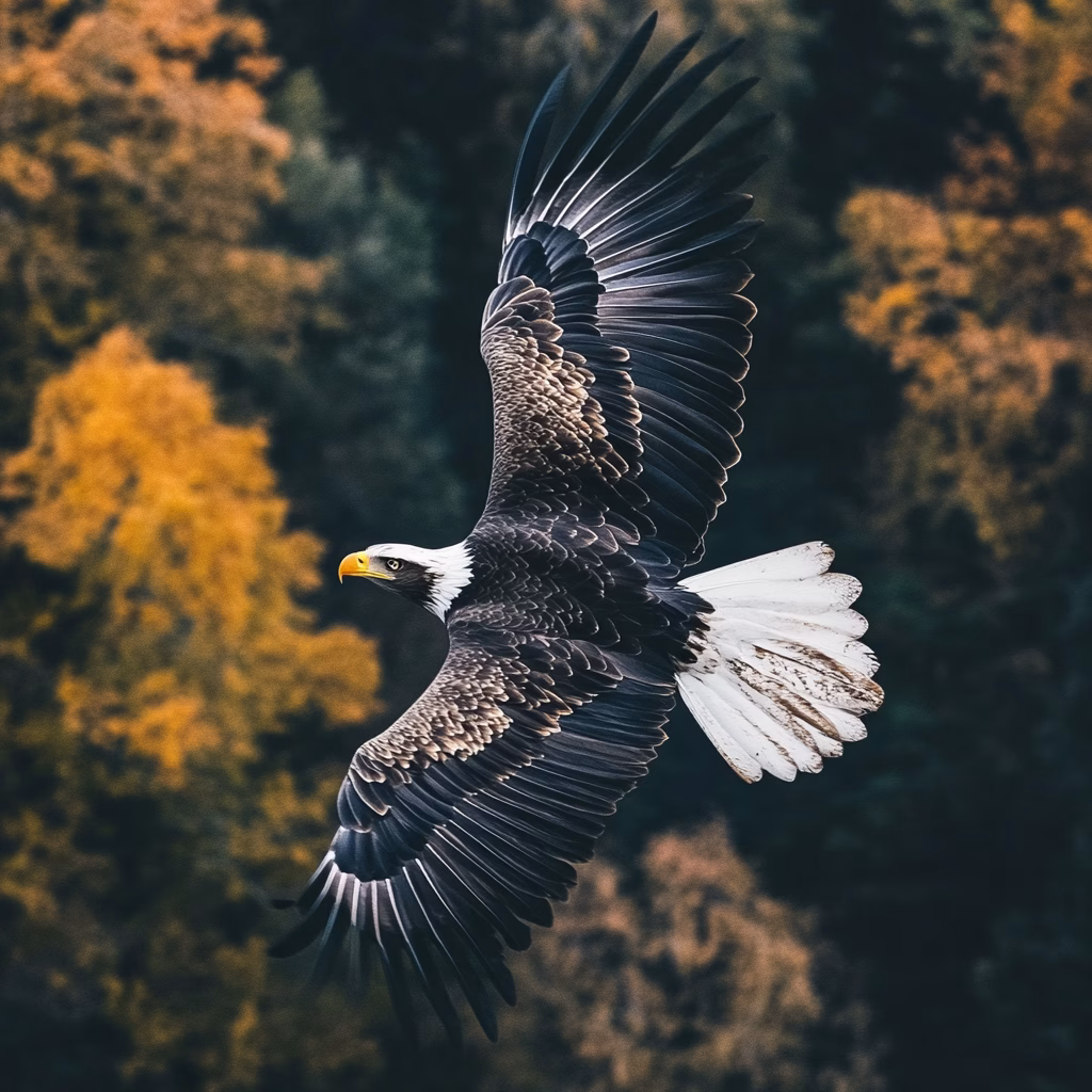 Eagle Wallpapers