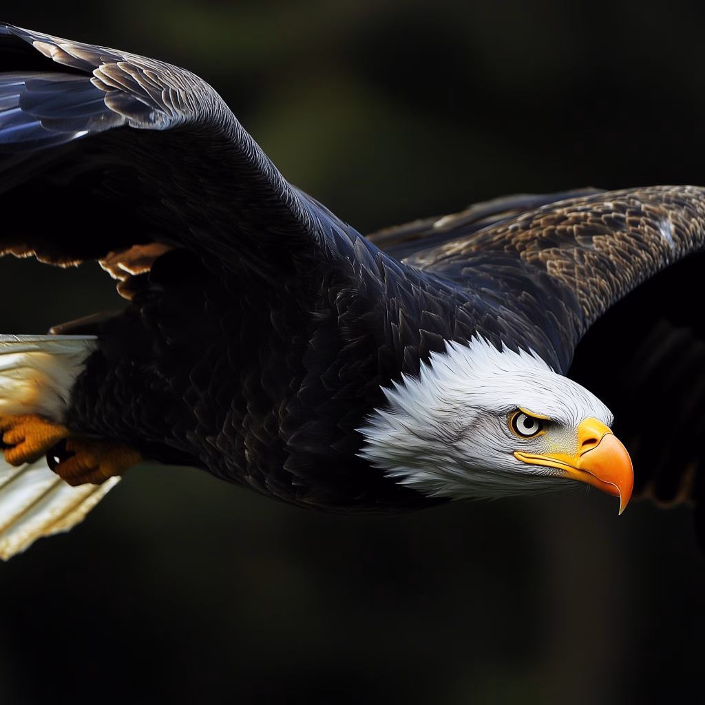 Eagle Wallpapers
