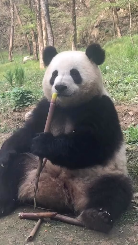 Panda
