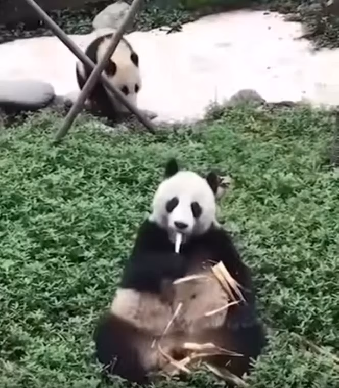 Panda