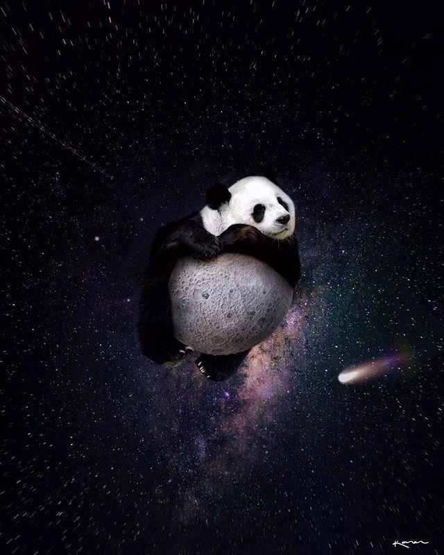 Panda
