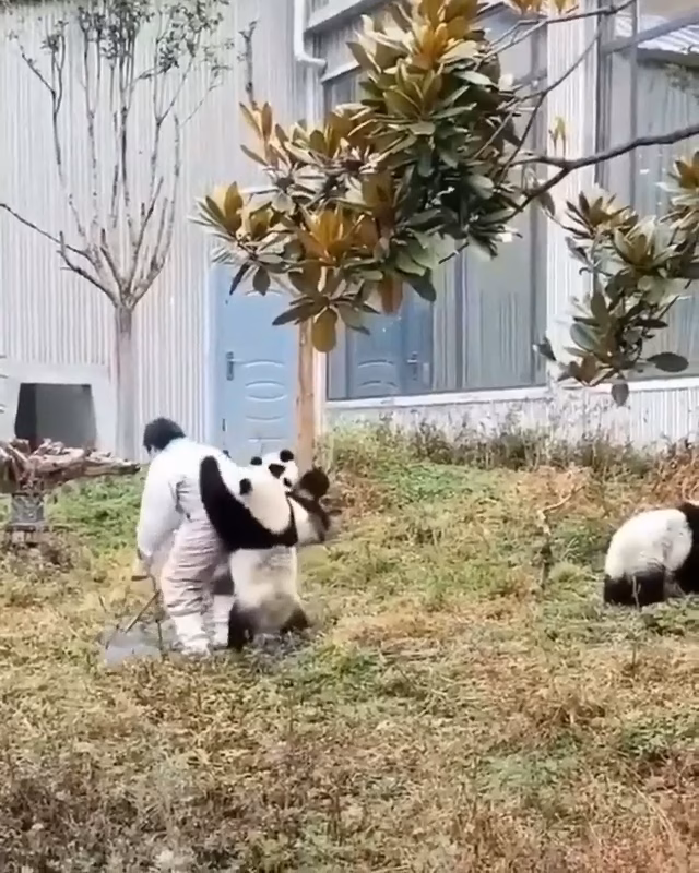 Panda