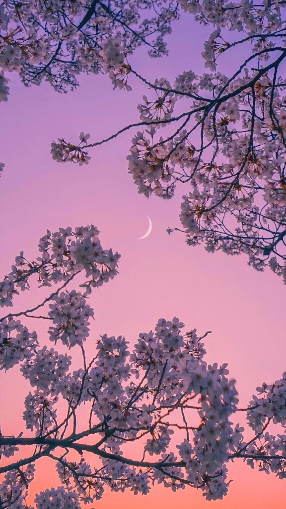 Aesthetic Wallpapers