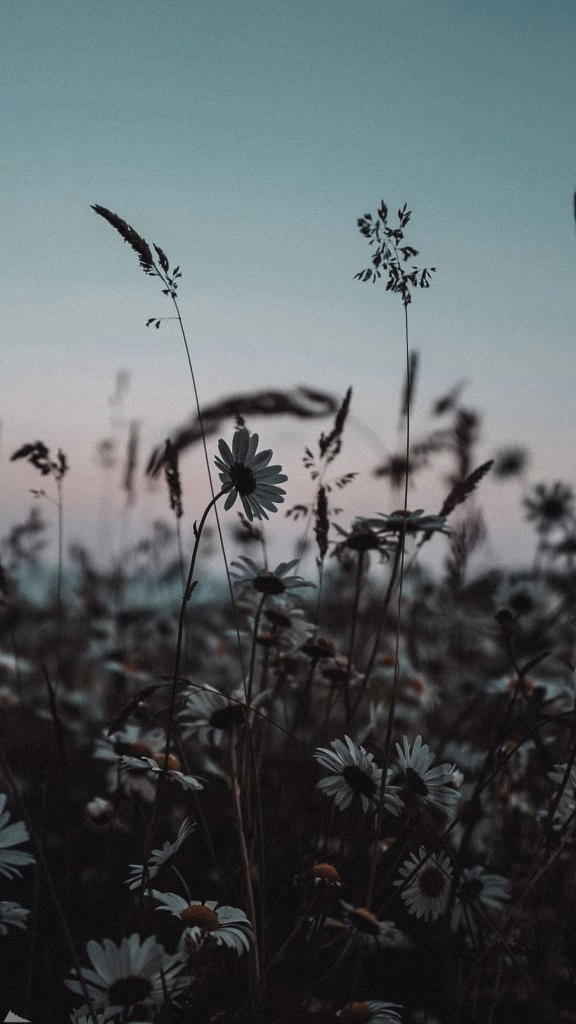 Aesthetic Wallpapers
