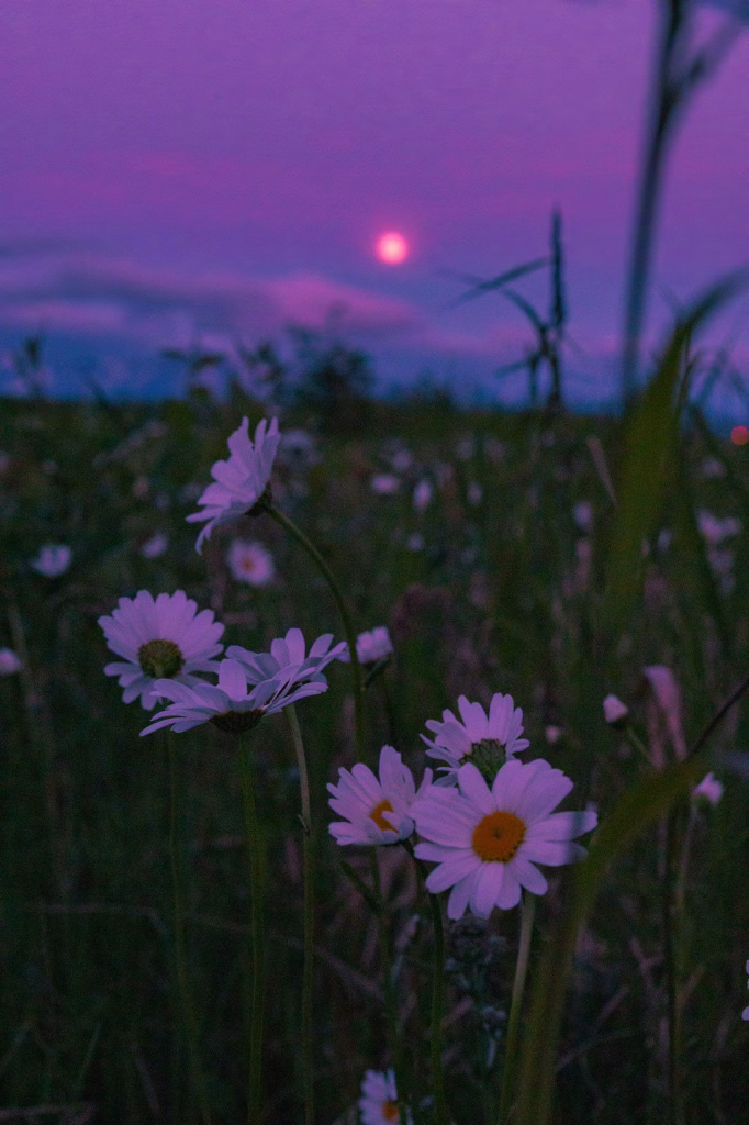 Aesthetic Wallpapers
