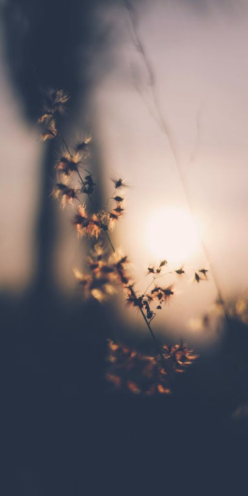 Aesthetic Wallpapers