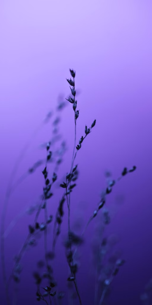 Aesthetic Wallpapers