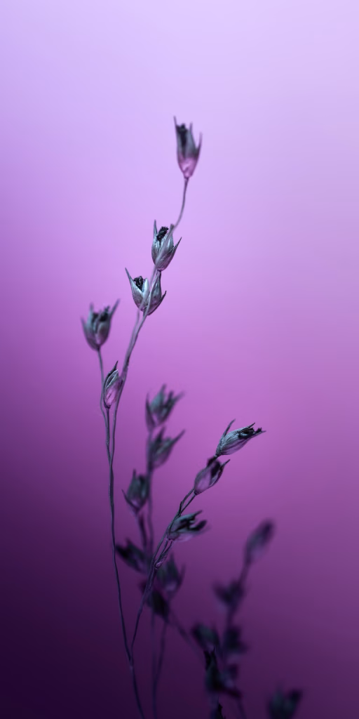 Aesthetic Wallpapers