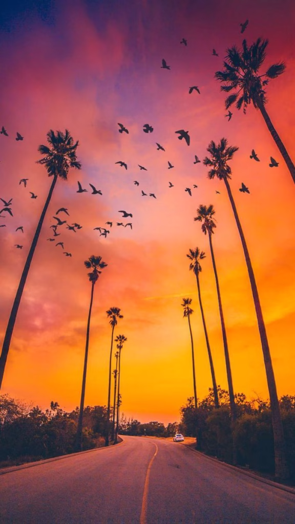Aesthetic Wallpapers