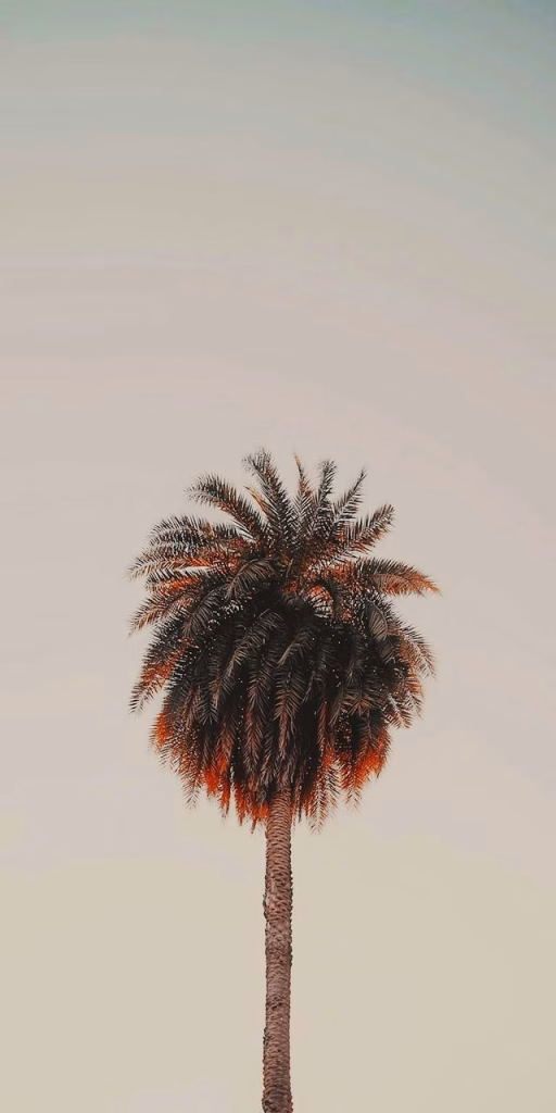 Aesthetic Wallpapers