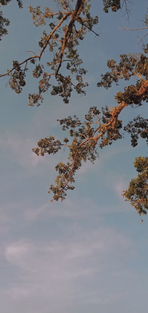 Aesthetic Wallpapers
