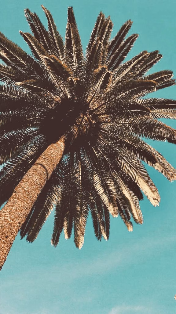 Aesthetic Wallpapers