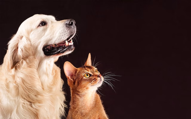 HD-wallpaper-abyssinian-cat-golden-retriever-labrador-cat-and-dog-friendship-concepts-cute-animals-pets-cats-dogs