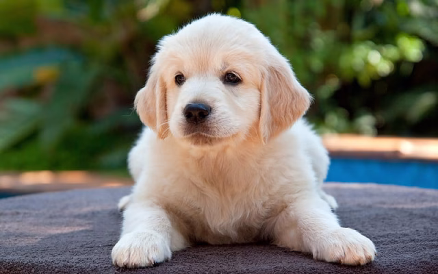 HD-wallpaper-beige-fluffy-puppy-small-dog-golden-retriever-puppy-labrador