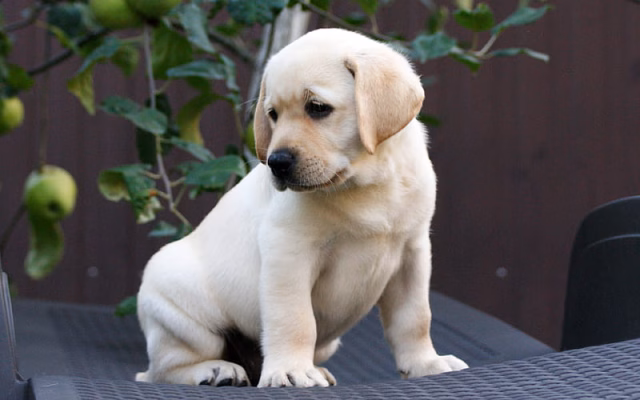 HD-wallpaper-beige-labrador-puppy-cute-little-animals-pets-dogs-small-golden-retriever-puppies