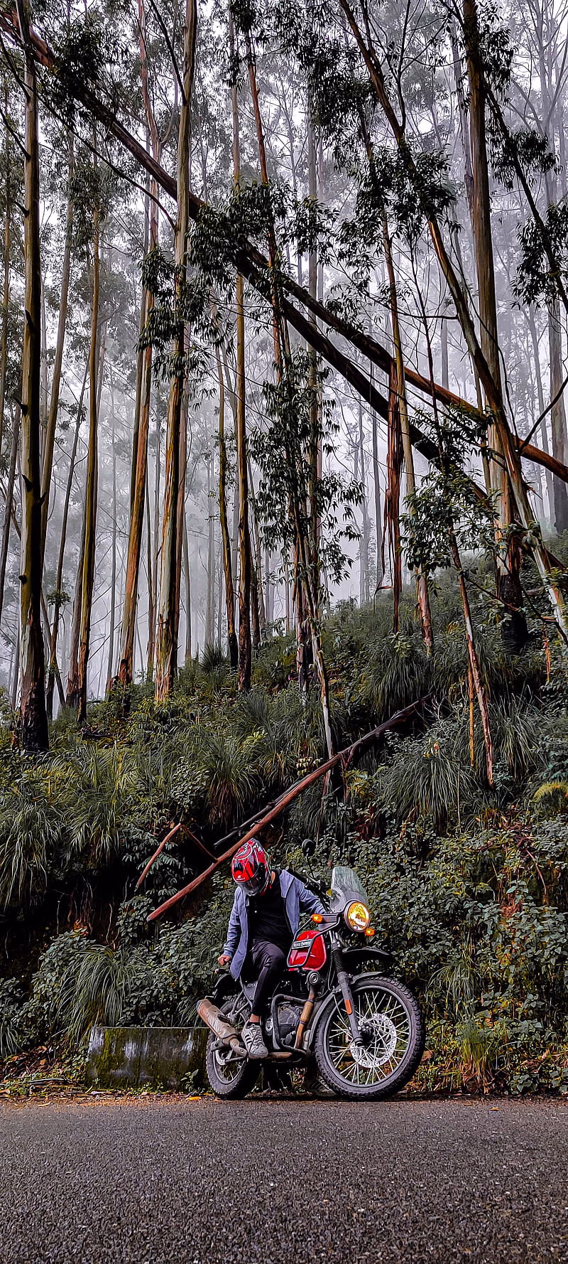 HD-wallpaper-bikes-biker-hills-himalayan-kodaikanal-mobile-graph-graphy-pine-tree-royal-enfield-story