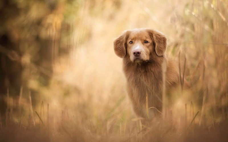 Golder Retriever