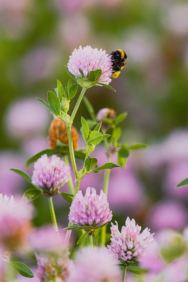 HD-wallpaper-bumblebee-clover-flower-wildflower-macro