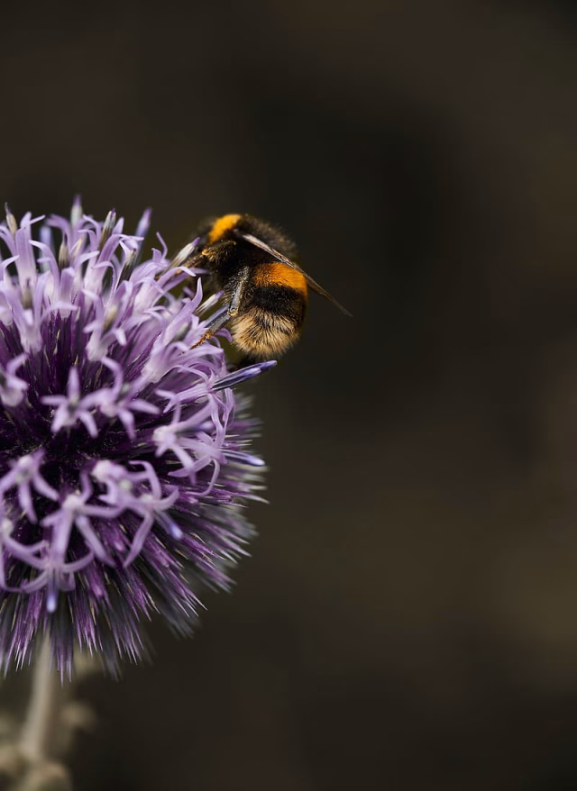 HD-wallpaper-bumblebee-flower-insect-macro