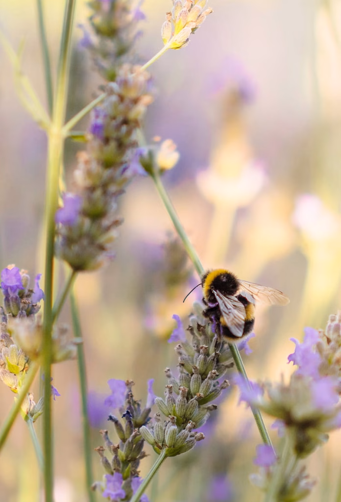 Bumblebee