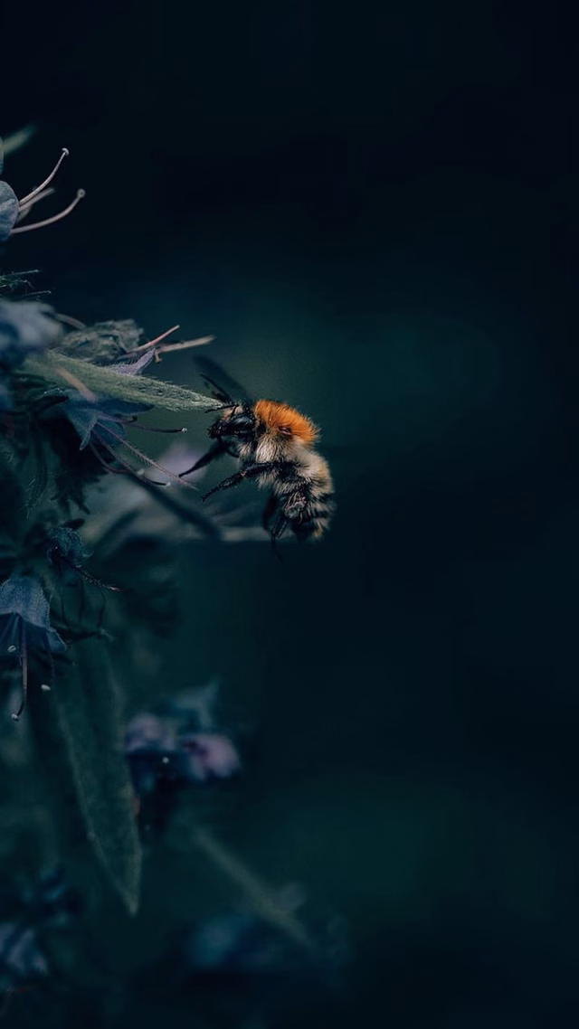 HD-wallpaper-bumblebee-insect-bee-nature-dark-leaf