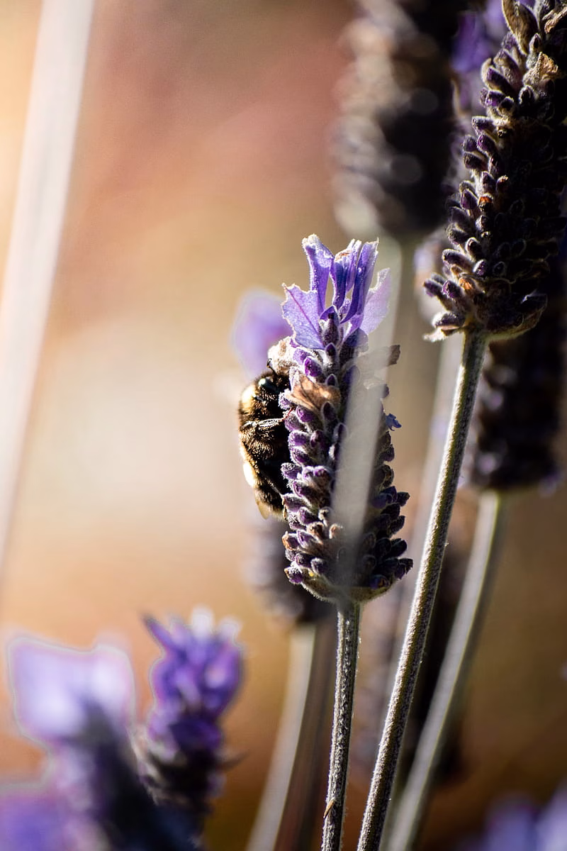 HD-wallpaper-bumblebee-insect-flower-macro