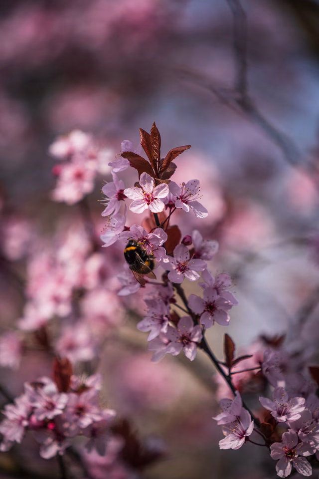 HD-wallpaper-cherry-flowers-bumblebee-macro