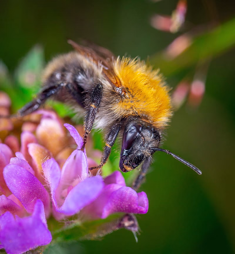 HD-wallpaper-close-up-of-bumblebee-perching-on-pink-flower