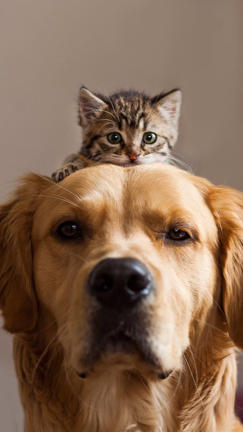 HD-wallpaper-cute-dog-and-cat-kitten-on-head-cute-dog-and-cat-kitten-head-animals-pets-golden-retriever