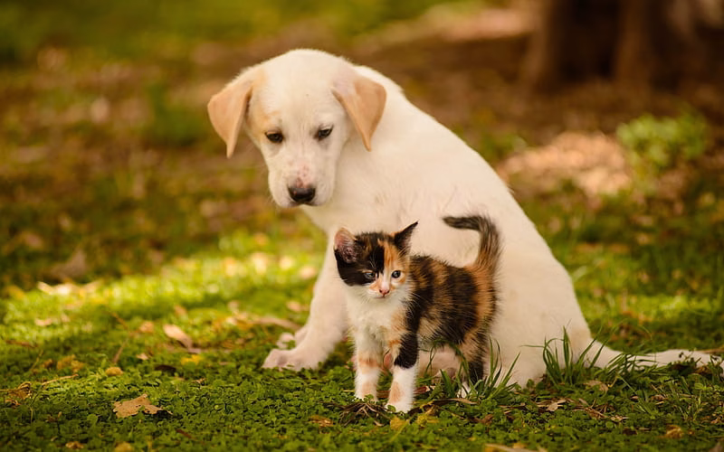 HD-wallpaper-cute-friends-labrador-and-kitten-puppy-and-kitten-cute-animals-pets-dogs-cats-golden-retriever