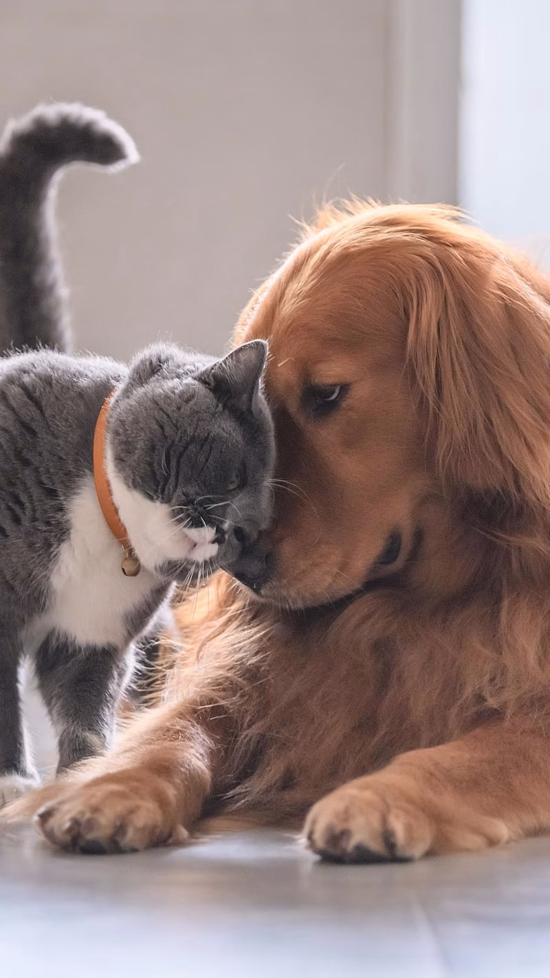 HD-wallpaper-cute-golden-retriever-dog-and-cat-cute-dog-and-cat-golden-retriever-dog-breed-animals-pet