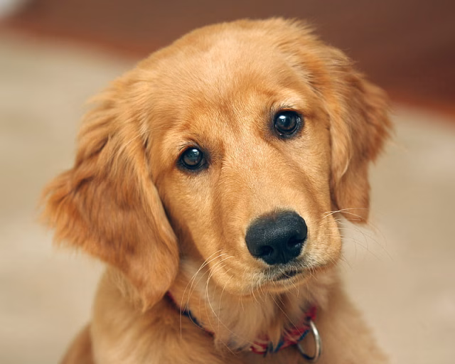 HD-wallpaper-cute-golden-retriever-puppy-puppies-golden-retriever-puppy-baby-animals-animals-dogs-golden-retriever