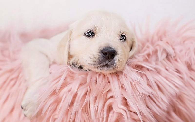 HD-wallpaper-cute-puppy-labrador-golden-retriever-cute-animals-small-dog