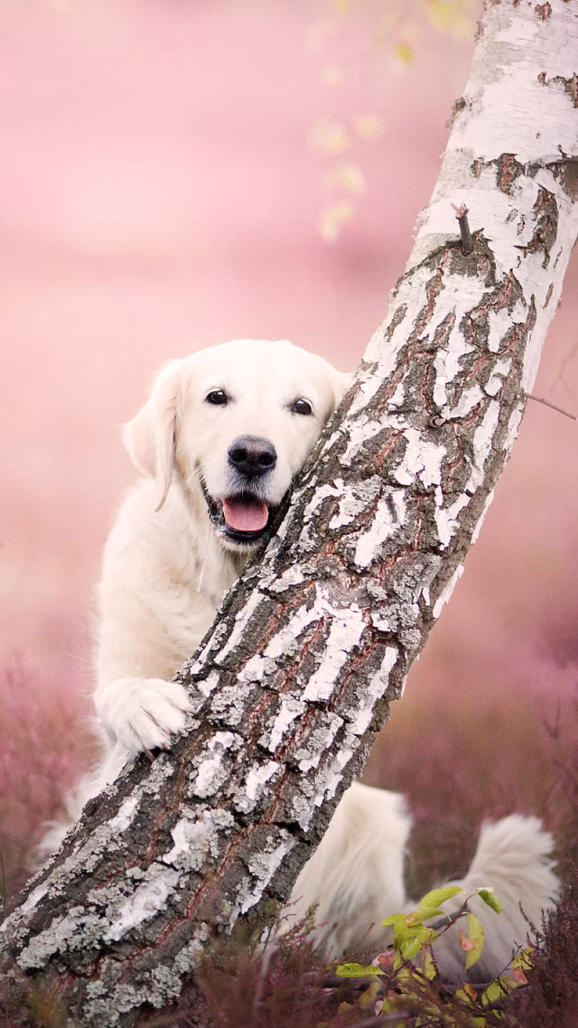 HD-wallpaper-dog-birch-golden-retriever-1