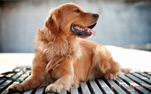 HD-wallpaper-dog-golden-retriever-cute-animals-pets