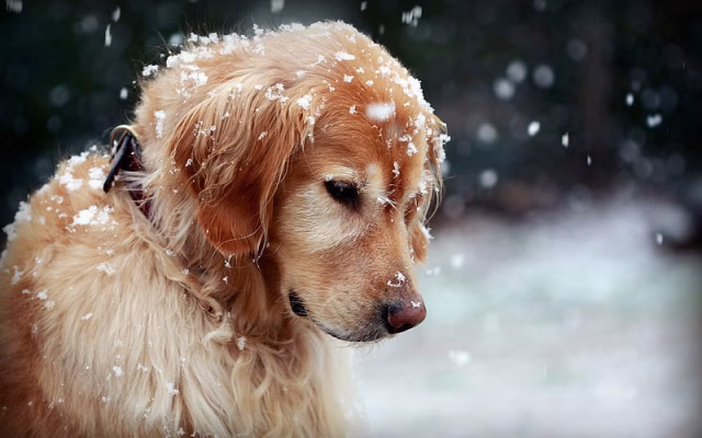 HD-wallpaper-dog-golden-retriever-winter-snow-pets