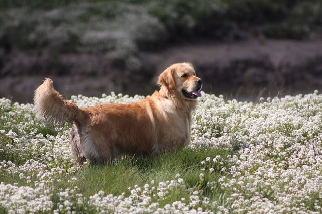 HD-wallpaper-dogs-golden-retriever-2