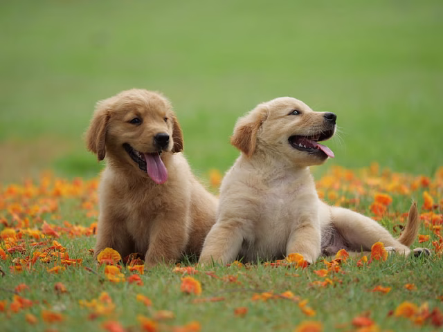 HD-wallpaper-dogs-golden-retriever-baby-animal-dog-pet-puppy-1