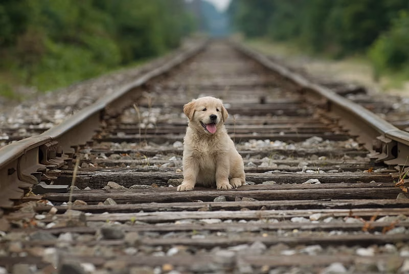 Golder Retriever