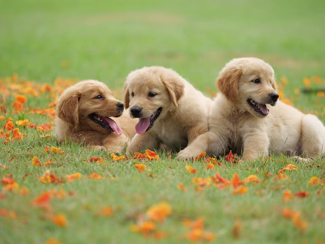 HD-wallpaper-dogs-golden-retriever-baby-animal-dog-pet-puppy