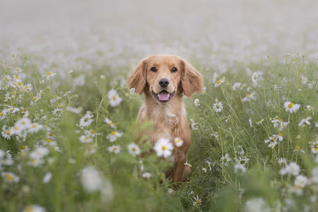 HD-wallpaper-dogs-golden-retriever-daisy-dog-pet