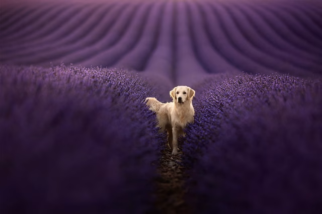 HD-wallpaper-dogs-golden-retriever-depth-of-field-dog-field-flower-lavender-pet