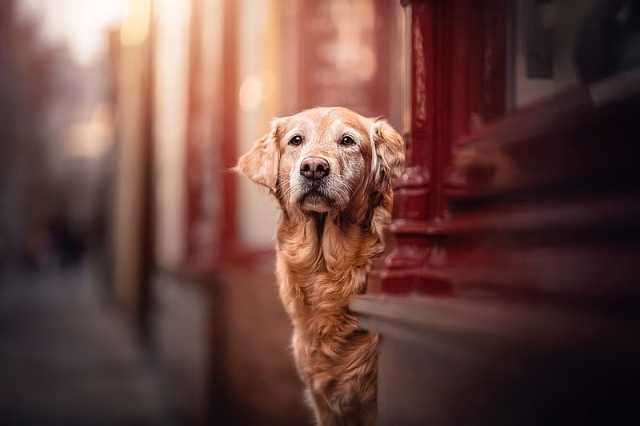 HD-wallpaper-dogs-golden-retriever-depth-of-field-dog-pet