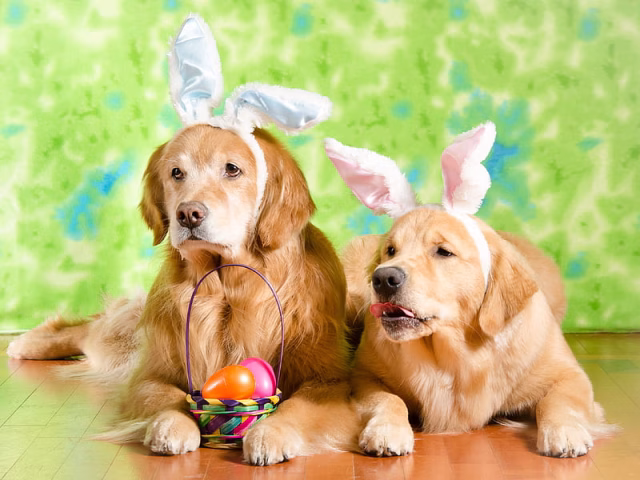 HD-wallpaper-dogs-golden-retriever-dog-easter-pet