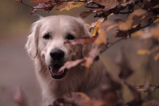 HD-wallpaper-dogs-golden-retriever-dog-pet-1