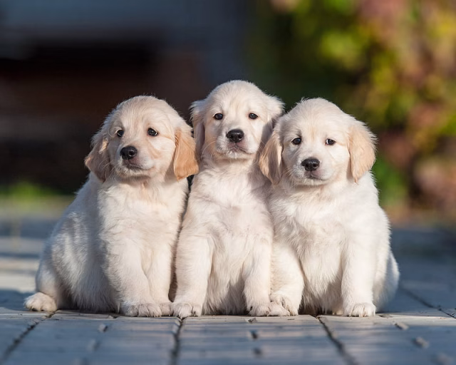 HD-wallpaper-dogs-golden-retriever-dog-pet-puppy