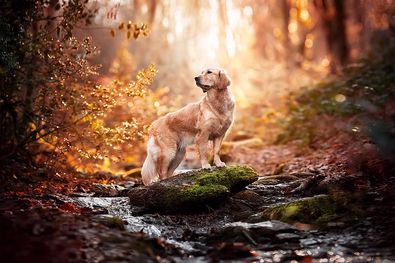Golder Retriever